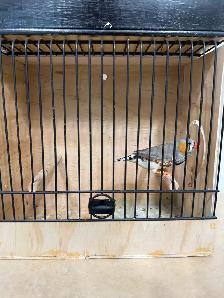 English zebra finches for sale - Photo 9