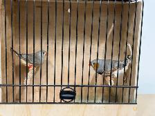 English zebra finches for sale - Photo 10