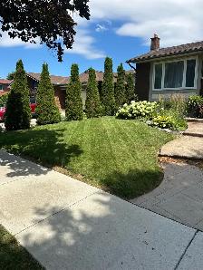 grass cutting