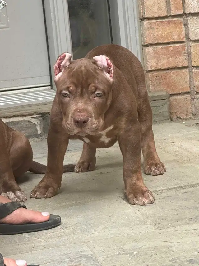 Chocolate ABKC Registered XL