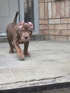 Chocolate ABKC Registered XL - Photo 2