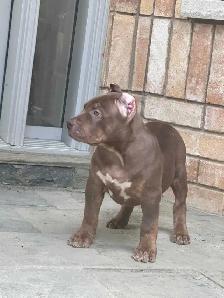 Chocolate ABKC Registered XL - Photo 3