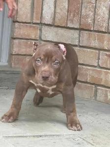 Chocolate ABKC Registered XL - Photo 4