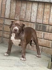Chocolate ABKC Registered XL - Photo 5