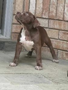 Chocolate ABKC Registered XL - Photo 6