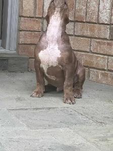 Chocolate ABKC Registered XL - Photo 7