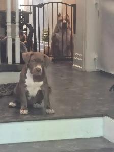 Chocolate ABKC Registered XL - Photo 8