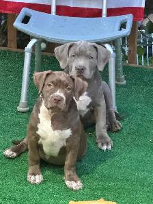 Chocolate ABKC Registered XL - Photo 9