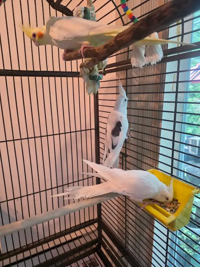 Conure black cap cockatiels inseparables speciaux