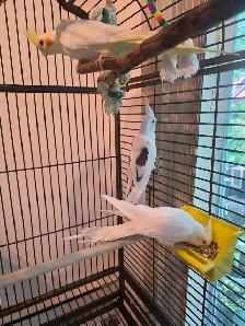 Conure black cap cockatiels inseparables speciaux