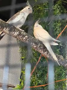 Conure black cap cockatiels inseparables speciaux - Photo 2