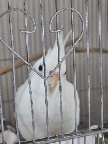 Conure black cap cockatiels inseparables speciaux - Photo 3