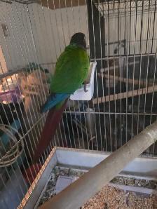 Conure black cap cockatiels inseparables speciaux - Photo 4