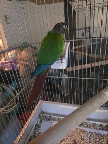 Conure black cap cockatiels inseparables speciaux - Photo 5