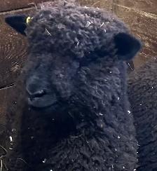Sheep.  Ram lambs for sale. - Photo 2