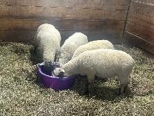 Sheep.  Ewe Lambs for sale. - Photo 4