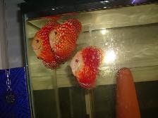 FOR SALE RED FANDA DISCUS 5 TO 6 INCH ( 3 FOR $220 )