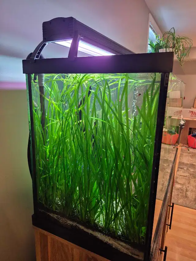 Jungle Val - great beginner aquatic plant