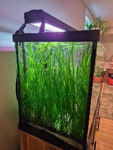 Jungle Val - great beginner aquatic plant
