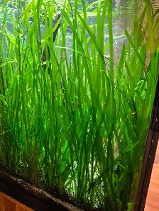 Jungle Val - great beginner aquatic plant - Photo 2