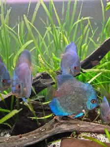 Jungle Val - great beginner aquatic plant - Photo 4