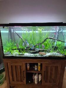 Jungle Val - great beginner aquatic plant - Photo 5