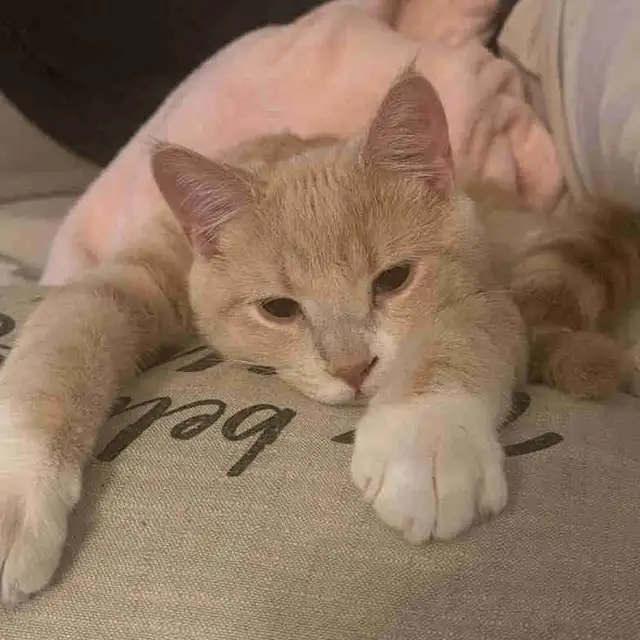 Chat à donner