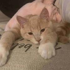 Chat à donner