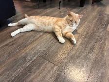 Chat à donner - Photo 2