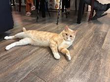 Chat à donner - Photo 3