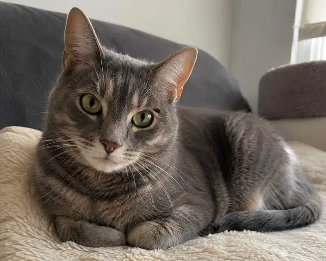 Looking to adopt a cat!