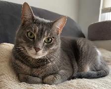Looking to adopt a cat!