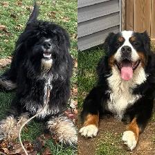 Coming Soon—Med Ultra Bernedoodles