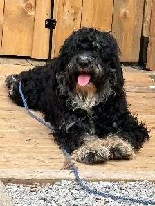 Coming Soon—Med Ultra Bernedoodles - Photo 2