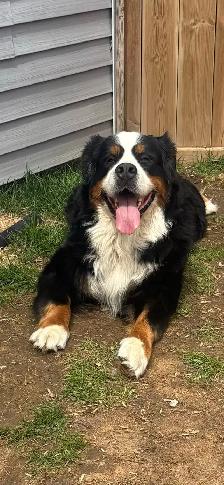 Coming Soon—Med Ultra Bernedoodles - Photo 3