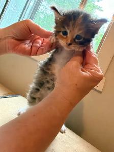 Main coon - Photo 2