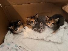 Main coon - Photo 3