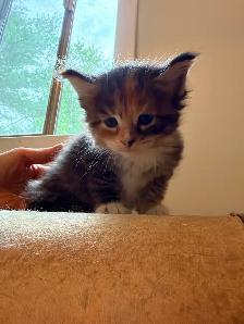 Main coon - Photo 4