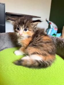 Main coon - Photo 5