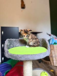 Main coon - Photo 6