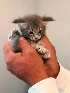 Main coon - Photo 8