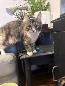 Main coon - Photo 9