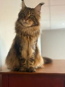 Main coon - Photo 10