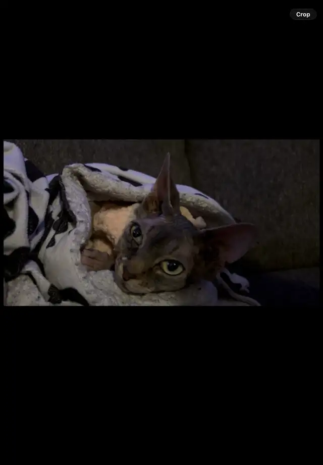 sphynx cat