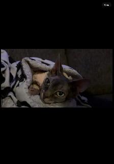 sphynx cat