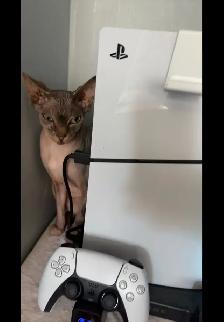 sphynx cat - Photo 2