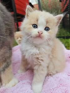 British Ragdoll - Photo 3