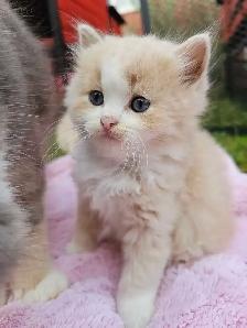 British Ragdoll - Photo 4