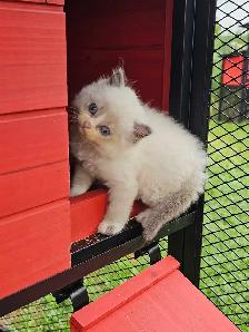 British Ragdoll - Photo 5