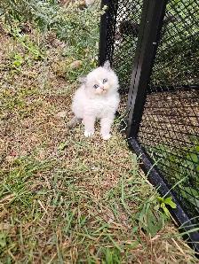 British Ragdoll - Photo 6
